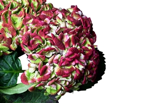 Magical Revolution Hydrangea - 36 Stems (VERY RARE AND BEAUTIFUL)