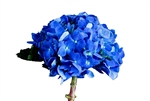 Shocking Blue Curacao Hydrangea - 50 Stems