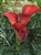 Aranal Red Mini Calla Lily - 60 Stems