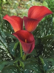 Aranal Red Mini Calla Lily - 60 Stems