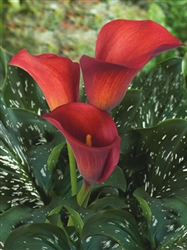 Aranal Red Mini Calla Lily - 60 Stems