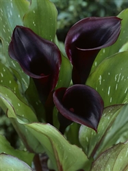 Black Star™ Black Mini Calla Lily - 60 Stems