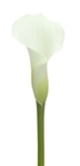 Crystal Blush-White Mini Calla Lily - 60 Stems