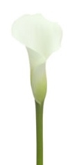 Crystal Blush-White Mini Calla Lily - 60 Stems