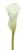 Crystal White-White Mini Calla Lily - 60 Stems