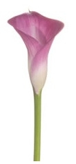 Garnet Glow Hot Pink Mini Calla Lily - 60 Stems