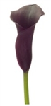 Naomi® Purple Mini Calla Lily - 60 Stems