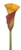 Orange Mango Mini Calla Lily - 60 Stems