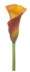 Orange Mango Mini Calla Lily - 60 Stems