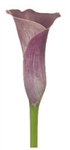 Pink Persuasion Burgundy Mini Calla Lily - 60 Stems