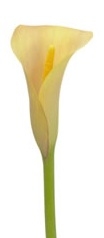 Passion Fruit Light Orange Mini Calla Lily - 60 Stems