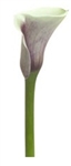 Picasso Purple with white Mini Calla Lily - 60 Stems