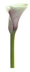 Picasso Purple with white Mini Calla Lily - 60 Stems