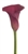 Red Pulse Mini Calla Lily - 60 Stems