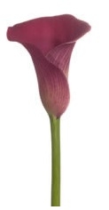 Red Pulse Mini Calla Lily - 60 Stems