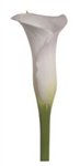 Sapporo White Mini Calla Lily - 60 Stems
