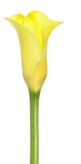 Serrada Yellow Mini Calla Lily - 60 Stems