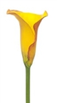Sunrise Yellow Mini Calla Lily - 60 Stems