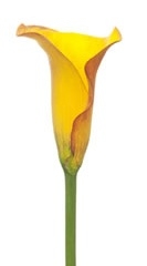Sunrise Yellow Mini Calla Lily - 60 Stems