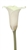 Swan Lake®White Mini Calla Lily - 60 Stems