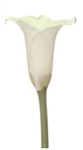 Swan Lake®White Mini Calla Lily - 60 Stems