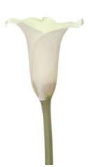 Swan Lake®White Mini Calla Lily - 60 Stems