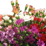 Assorted Pack - Mini Carnations - 160 stems (Red,White,Pink,Novelty Colors)