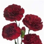 Burgundy - Mini Carnations - 160 stems