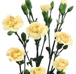 Cream - Mini Carnations - 160 stems