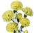 Green - Mini Carnations - 160 stems