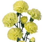 Green - Mini Carnations - 160 stems
