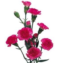 Hot Pink - Mini Carnations - 160 stems