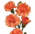 Orange - Mini Carnations - 160 stems