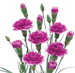 Purple - Mini Carnations - 160 stems