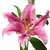 Pink - Oriental Lily - 60 Stems