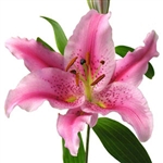 Pink - Oriental Lily - 60 Stems