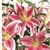 Stargazer- Oriental Lily - 60 Stems