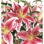 Stargazer- Oriental Lily - 60 Stems