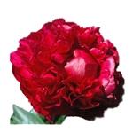 Burgundy Peony Flower - 50 Stems