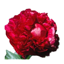 Burgundy Peony Flower - 50 Stems