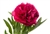 Hot Pink Peony Flower - 50 Stems