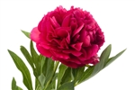 Hot Pink Peony Flower - 50 Stems