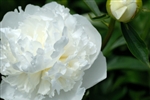 White Peony Flower - 50 Stems
