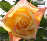 Aalsmeer Gold Yellow Rose 20" Long - 100 Stems