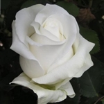 Akito White Rose 20" Long - 100 Stems