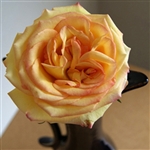 Ambiance Bi-Color Rose 20" Long - 100 Stems