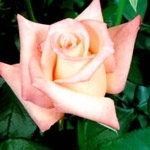 Anna Light Pink Rose 20" Long - 100 Stems