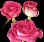 Attache Medium Pink Rose 20" Long - 100 Stems