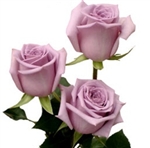 Avant Garde Lavender Rose 20" Long - 100 Stems