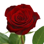 Black Magic Red Rose 20" Long - 100 Stems